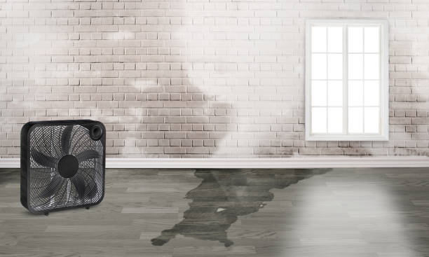 Best Mold removal after water damage  in Bardstown, KY