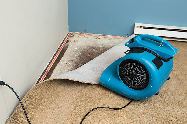 Best Local water damage restoration  in Bardstown, KY